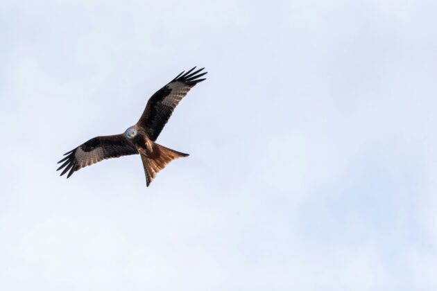 Red Kites